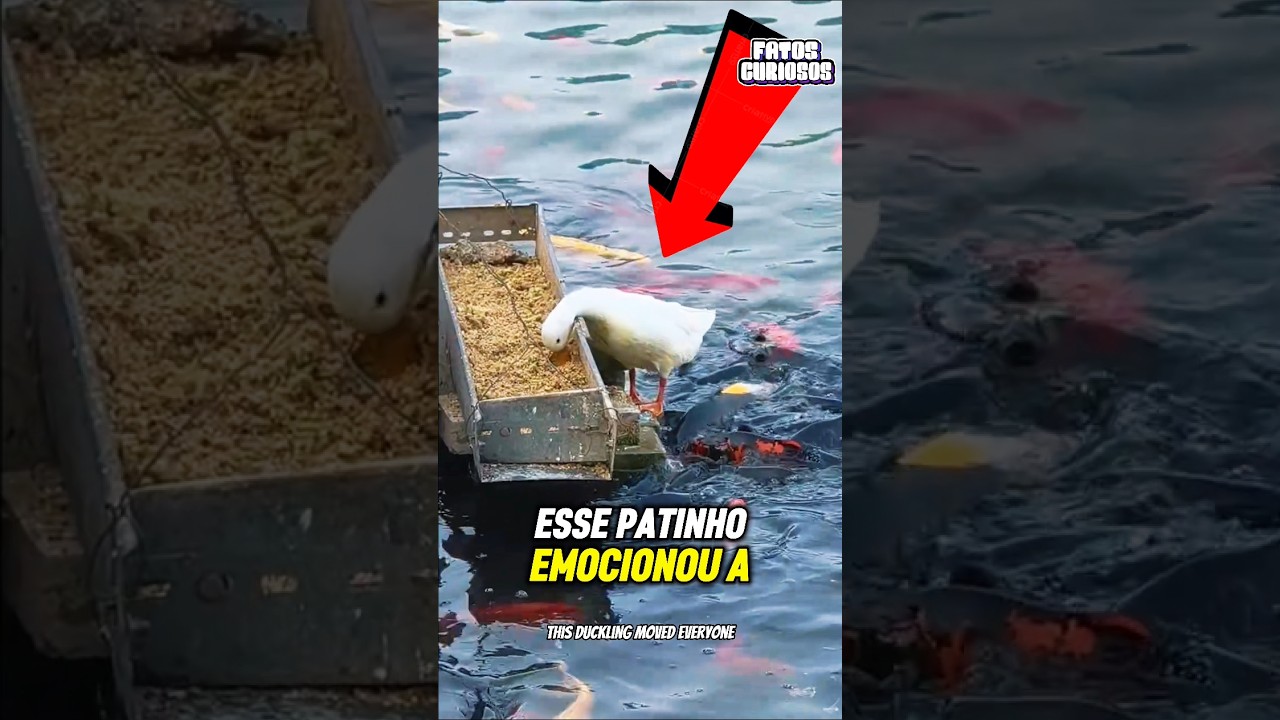 ELE PERCEBEU QUE OS PEIXES TINHAM FOME E FEZ O IMPENSÁVEL! 😭🐟