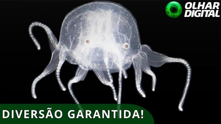 Animal com 24 olhos é descoberto em lago de Hong Kong