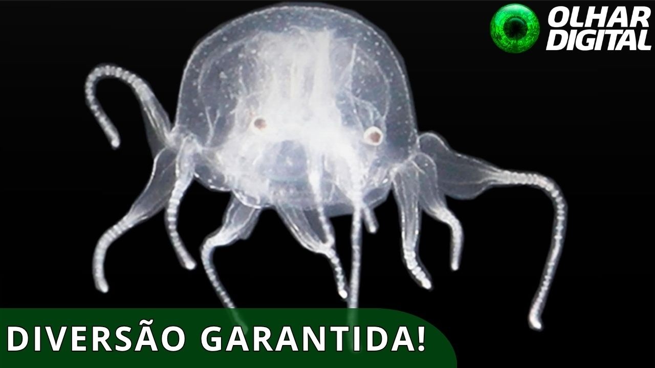 Animal com 24 olhos é descoberto em lago de Hong Kong