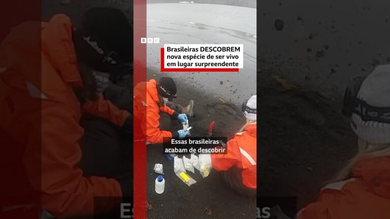 Brasileiras encontram nova espécie de ser vivo na Antártida