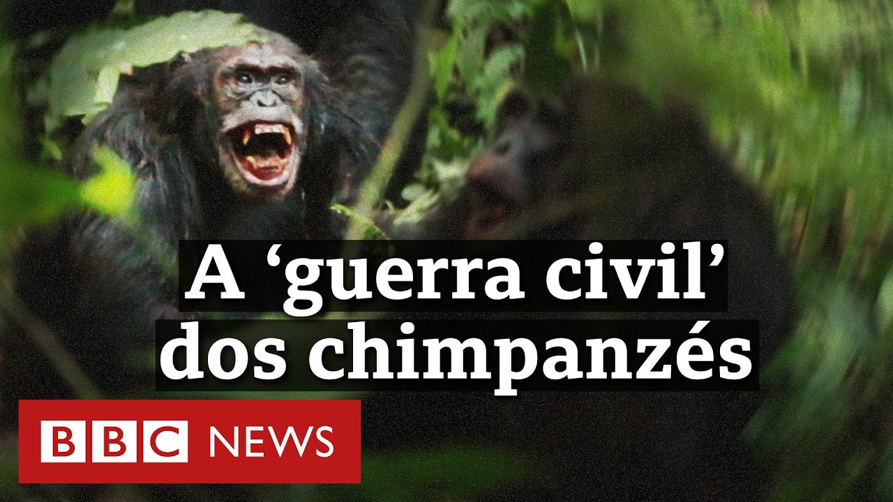 Cientistas descrevem a primeira ‘guerra civil’ entre chimpanzés