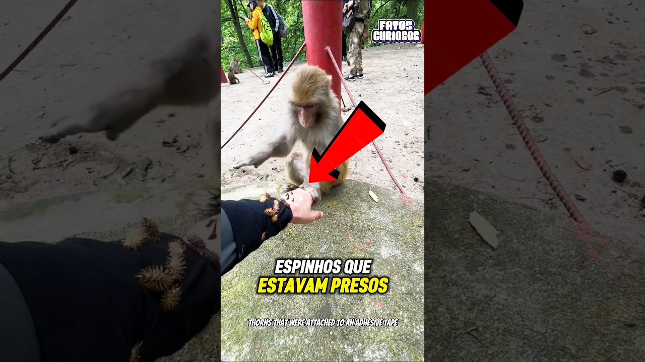 ELE TESTOU OS ANIMAIS E O QUE ESSE MACACO FEZ DEIXOU O MINDO SEM PALAVRAS! 🐒😭