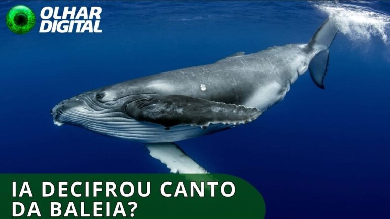 IA ajudou cientistas a ‘conversarem’ com uma baleia por 20 minutos