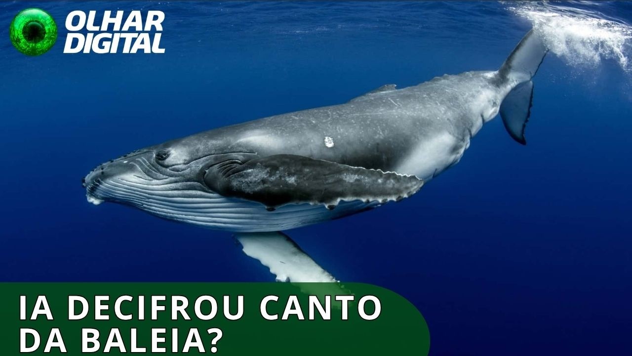 IA ajudou cientistas a ‘conversarem’ com uma baleia por 20 minutos