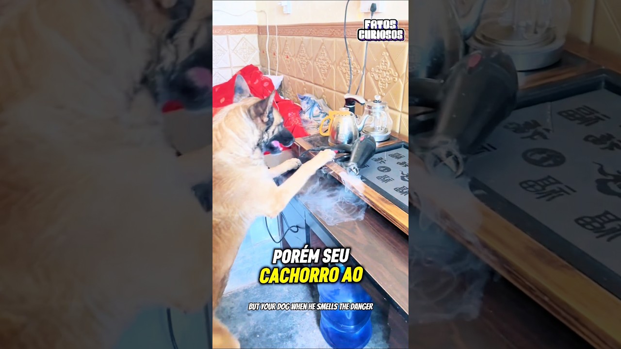 O ATO COMOVENTE DE HEROÍSMO DESSE CACHORRO SALVOU TODA A SUA FAMÍLIA