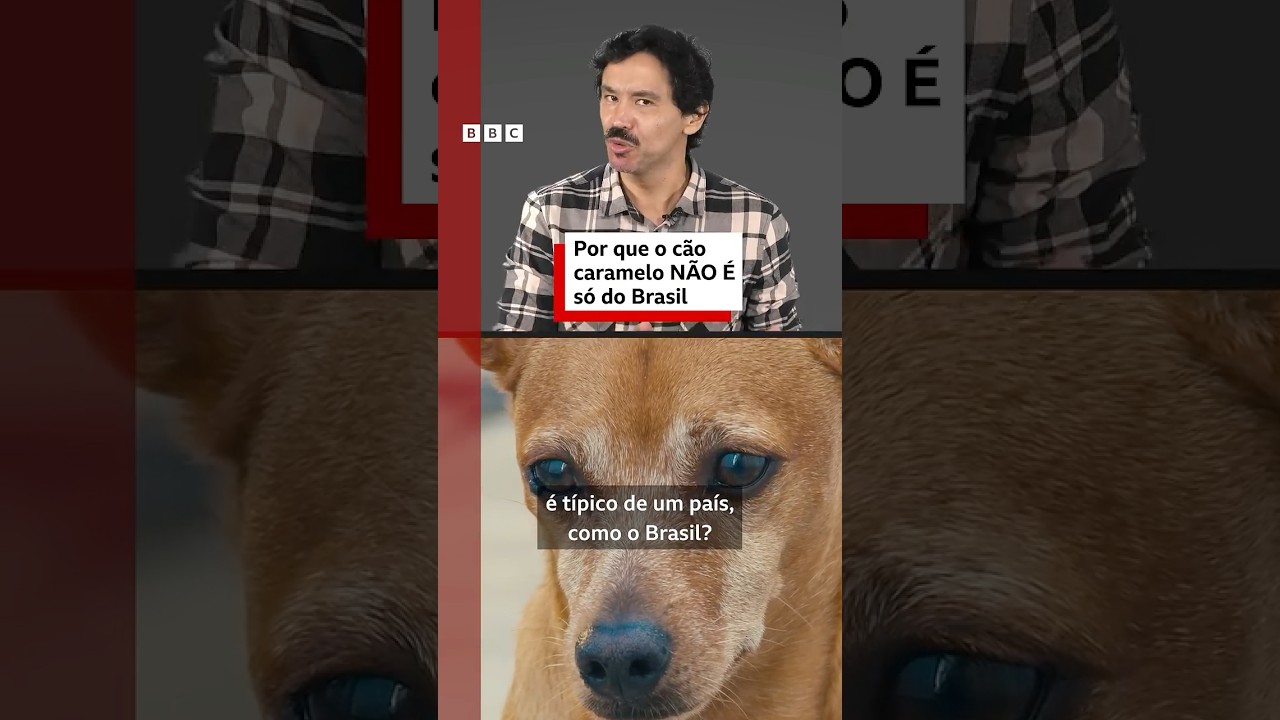 O cãozinho caramelo é REALMENTE só do Brasil?