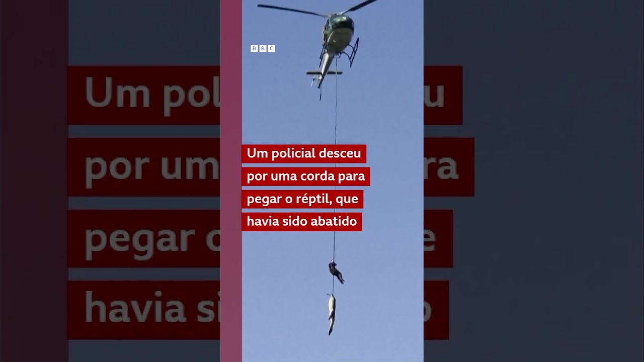 O crocodilo suspeito de ter devorado homem na África do Sul