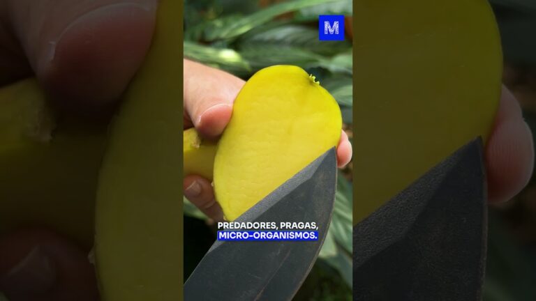 O PERIGO escondido na BATATA VERDE!