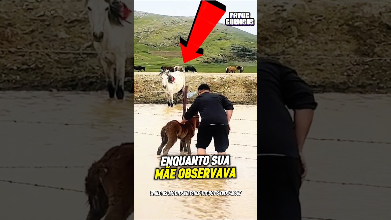 A REAÇÃO DESSE CAVALO AO VER O HOMEM SALVANDO SEU FILHOTE VAI TE EMOCIONAR! vai recuperar sua fé ❤️