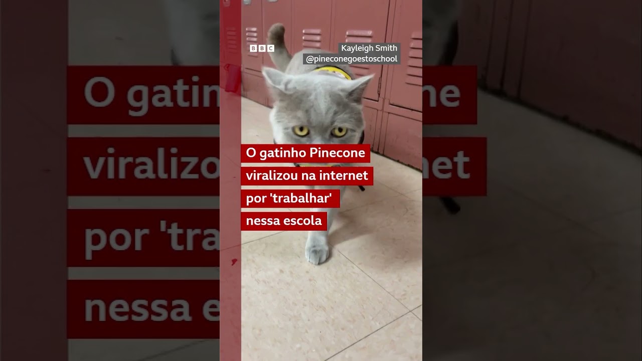 Gato acompanha professora à escola e vira sensação ao “patrulhar” os corredores