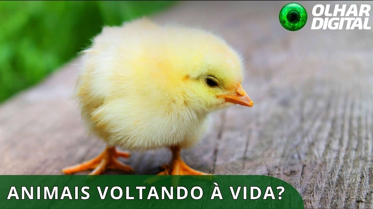 Primeiros pintinhos nascem de ovo artificial que promete ‘ressuscitar’ ave extinta