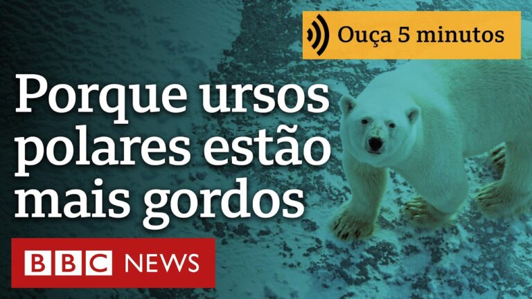 Por que alguns ursos polares estão 'mais gordos e saudáveis' apesar do derretimento do gelo marinho?