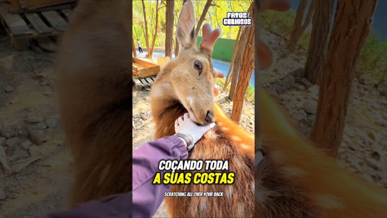 ESSE CERVO EXPERIMENTOU UMA SENSAÇÃO NOVA E SUA REAÇÃO EMOCIONOU A TODOS