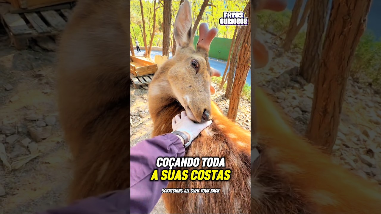 ESSE CERVO EXPERIMENTOU UMA SENSAÇÃO NOVA E SUA REAÇÃO EMOCIONOU A TODOS