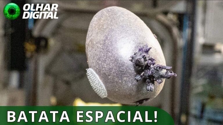 Spudnik: conheça a batata espacial cultivada por astronauta da NASA