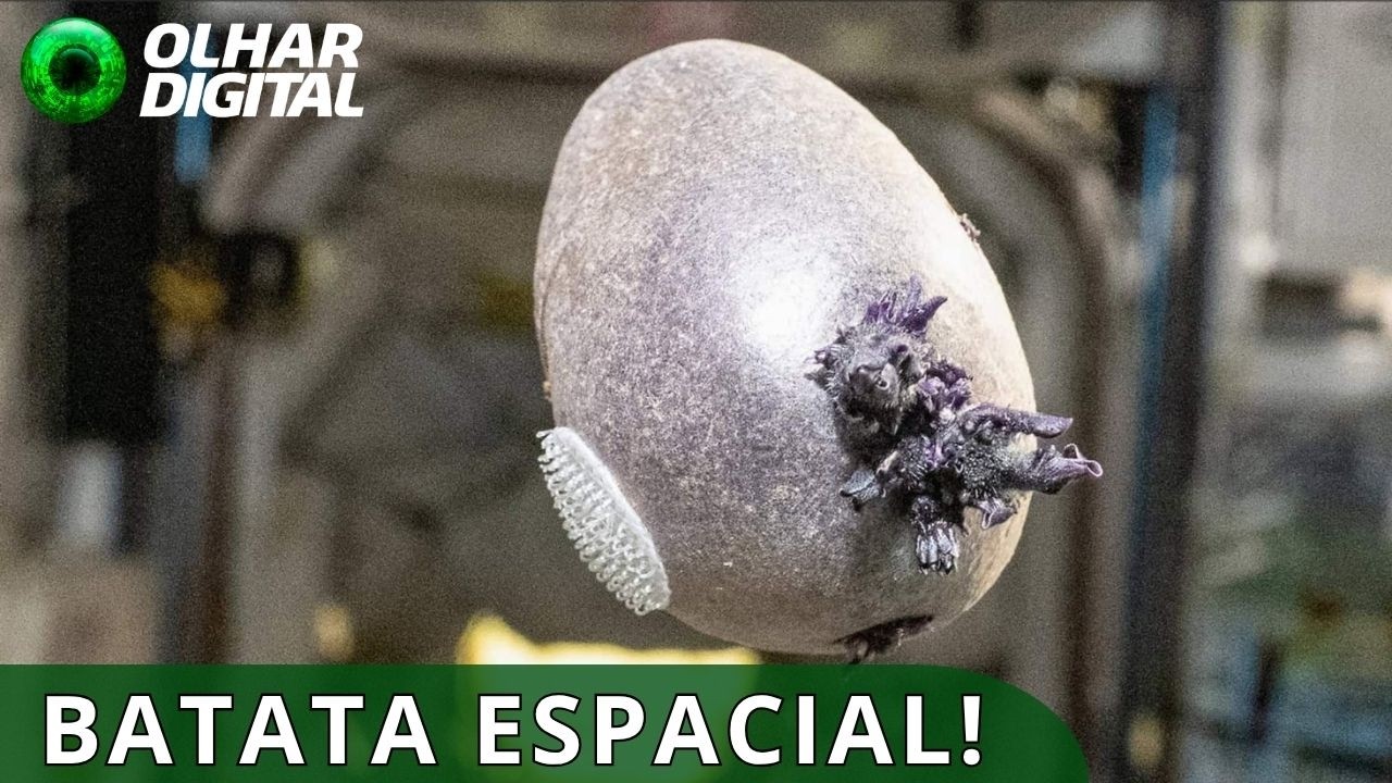 Spudnik: conheça a batata espacial cultivada por astronauta da NASA
