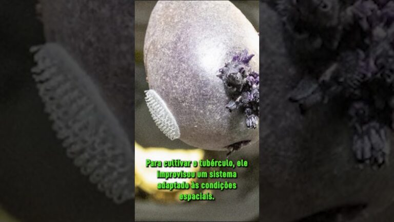 Spudnik: conheça a batata espacial cultivada por astronauta da NASA