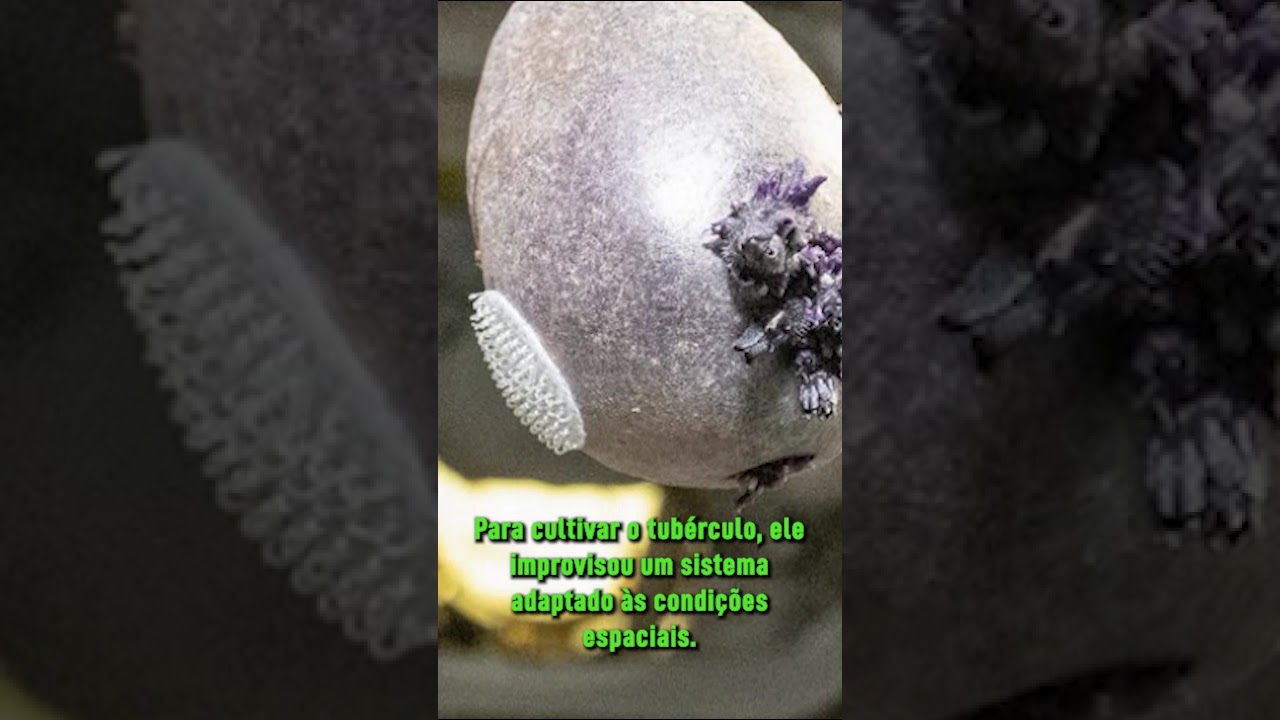 Spudnik: conheça a batata espacial cultivada por astronauta da NASA