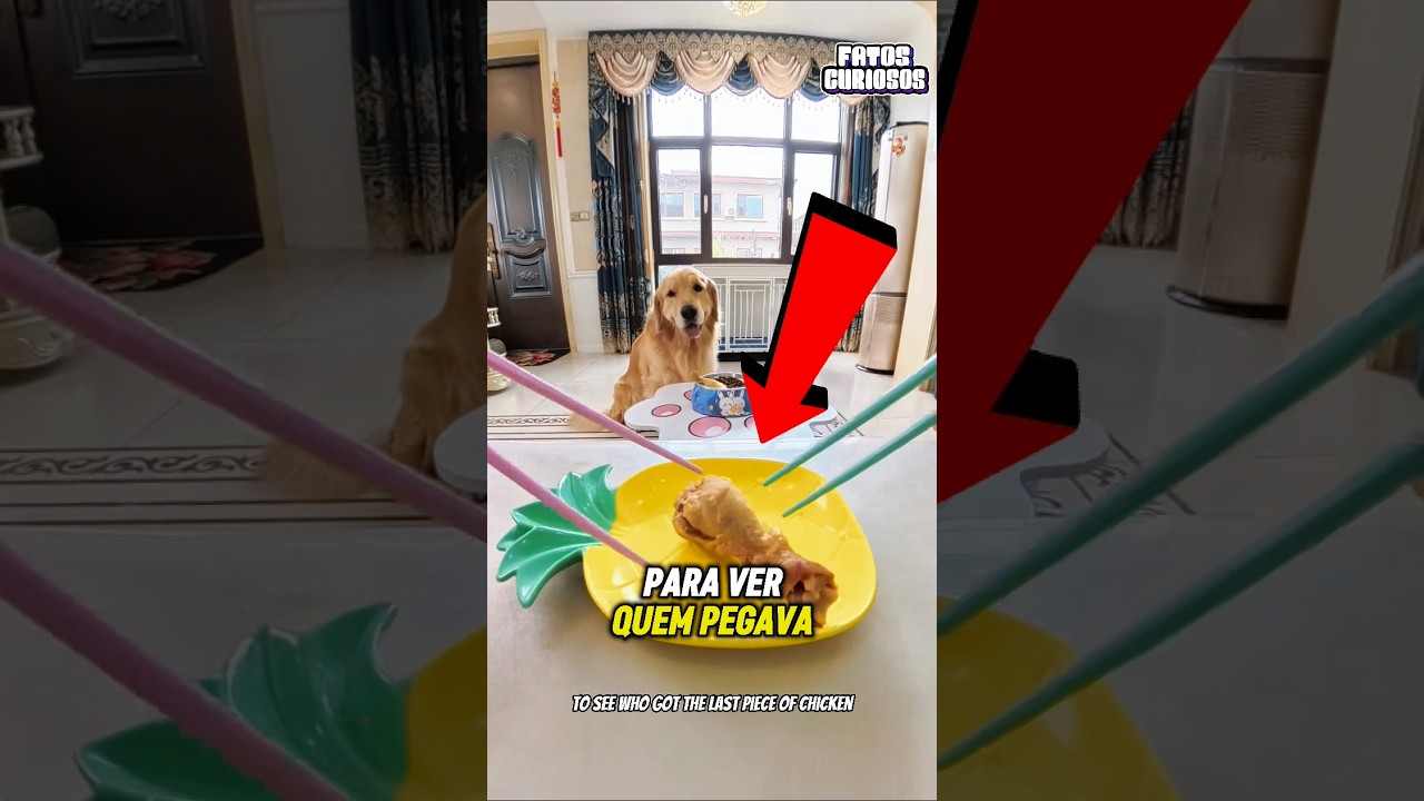 OS DONOS BRIGAVAM POR COMIDA, MÁS A ATITUDE DESSE CACHORRO DEIXOU A TODOS SEM CHÃO! 😭🍗