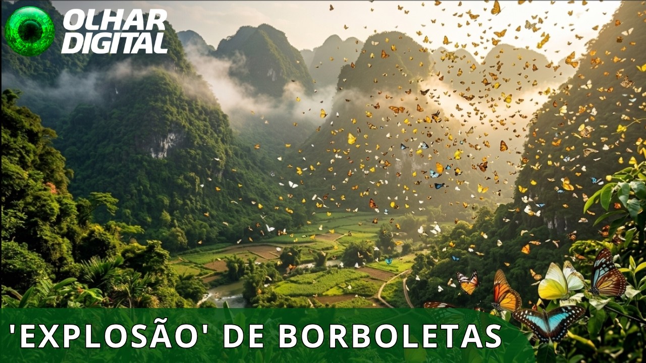 Bilhões de borboletas "tomam" o sudoeste da China