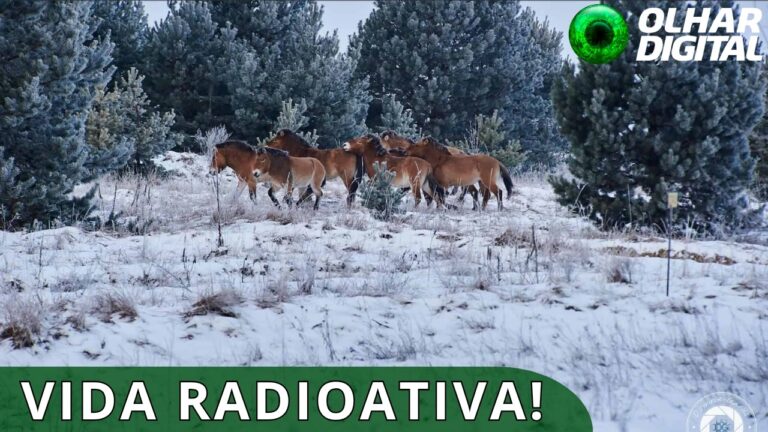 Chernobyl se tornou refúgio de animais selvagens raros