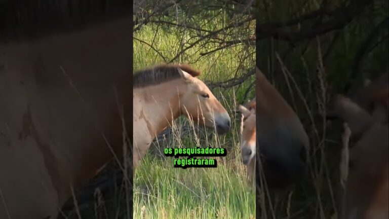 Chernobyl se tornou refúgio de animais selvagens raros