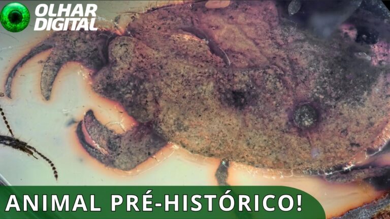 Inseto de 100 milhões de anos com garras gigantes é descoberto na Ásia