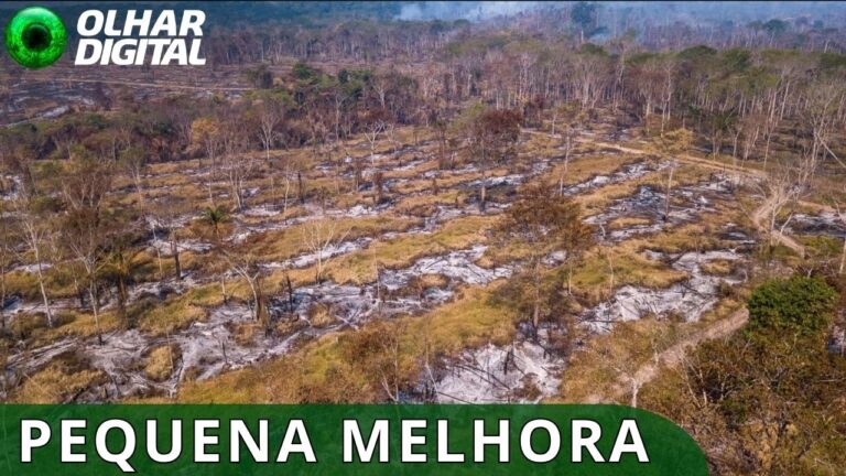 Desmatamento no Brasil fica abaixo de 1 milhão de hectares pela 1ª vez desde 2019
