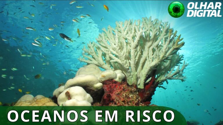 ONU alerta para colapso iminente do gelo ártico e dos recifes de coral