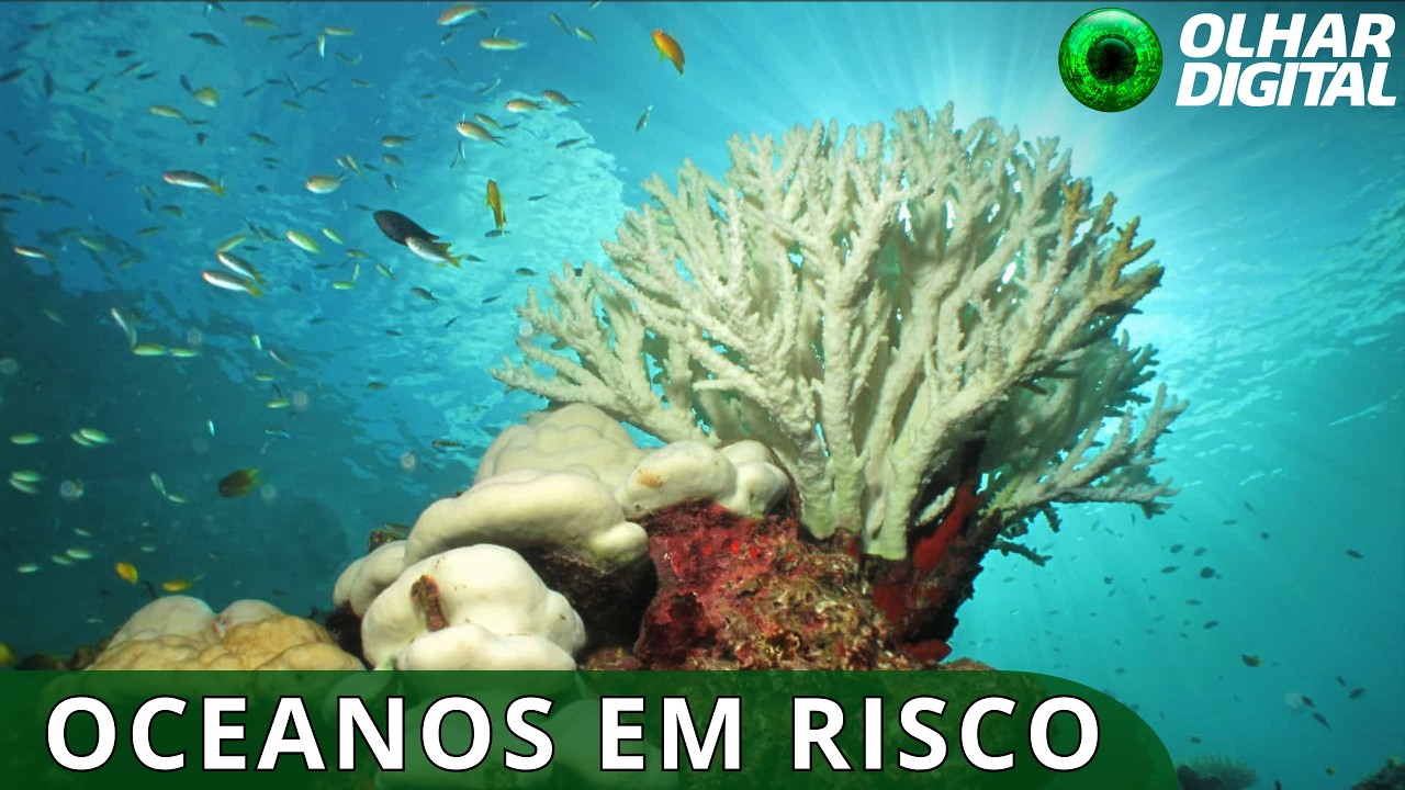 ONU alerta para colapso iminente do gelo ártico e dos recifes de coral