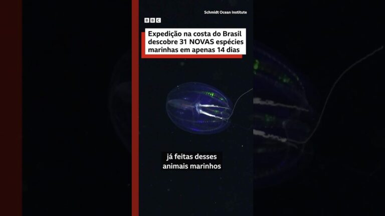 31 espécies potencialmente novas para a ciência descobertas no Ceará