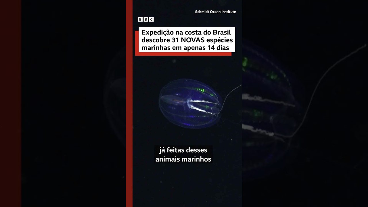 31 espécies potencialmente novas para a ciência descobertas no Ceará