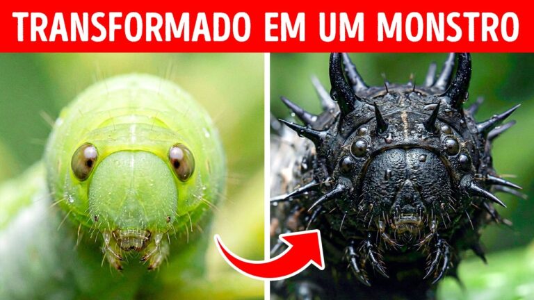 Algo deu muito errado com essa lagarta do Havaí