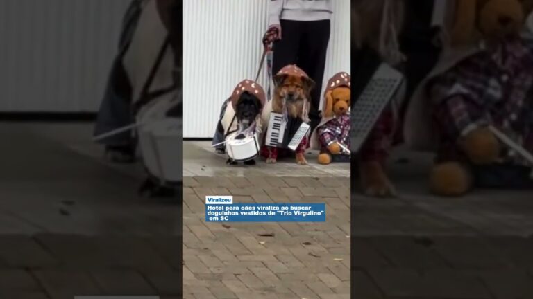 Hotel para cães viraliza ao buscar doguinhos vestidos de "Trio Virgulino" em SC