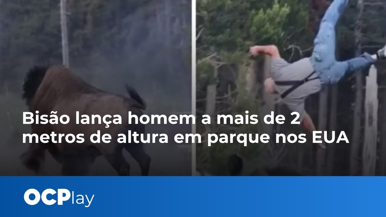 Bisão lança homem a mais de 2 metros de altura em parque nos EUA