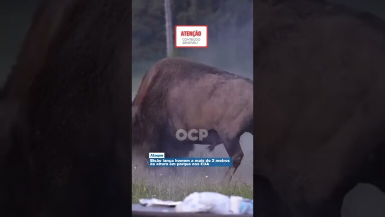 Bisão lança homem a mais de 2 metros de altura em parque nos EUA