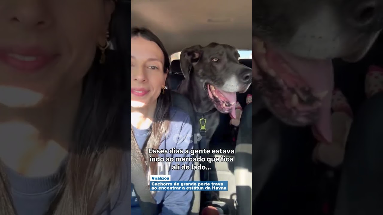Cachorro de grande porte trava ao encontrar a estátua da Havan