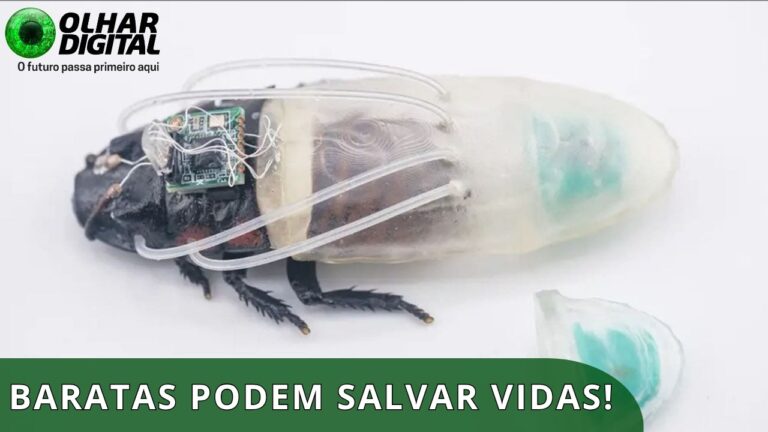 Cientistas querem usar baratas em missões de resgate