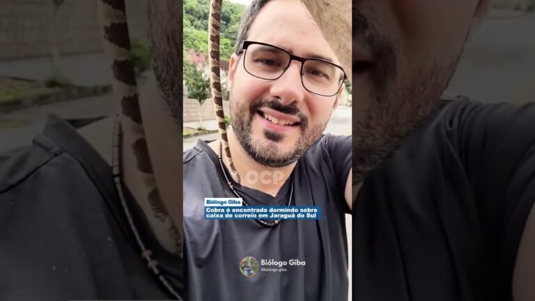 Cobra é encontrada dormindo sobre  caixa de correio em Jaraguá do Sul