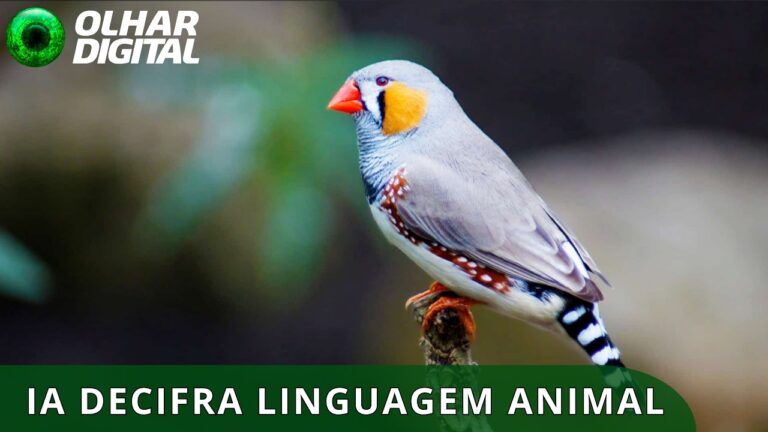 Dr. Dolittle, é você? Estudo usa IA para decifrar o canto de pássaros