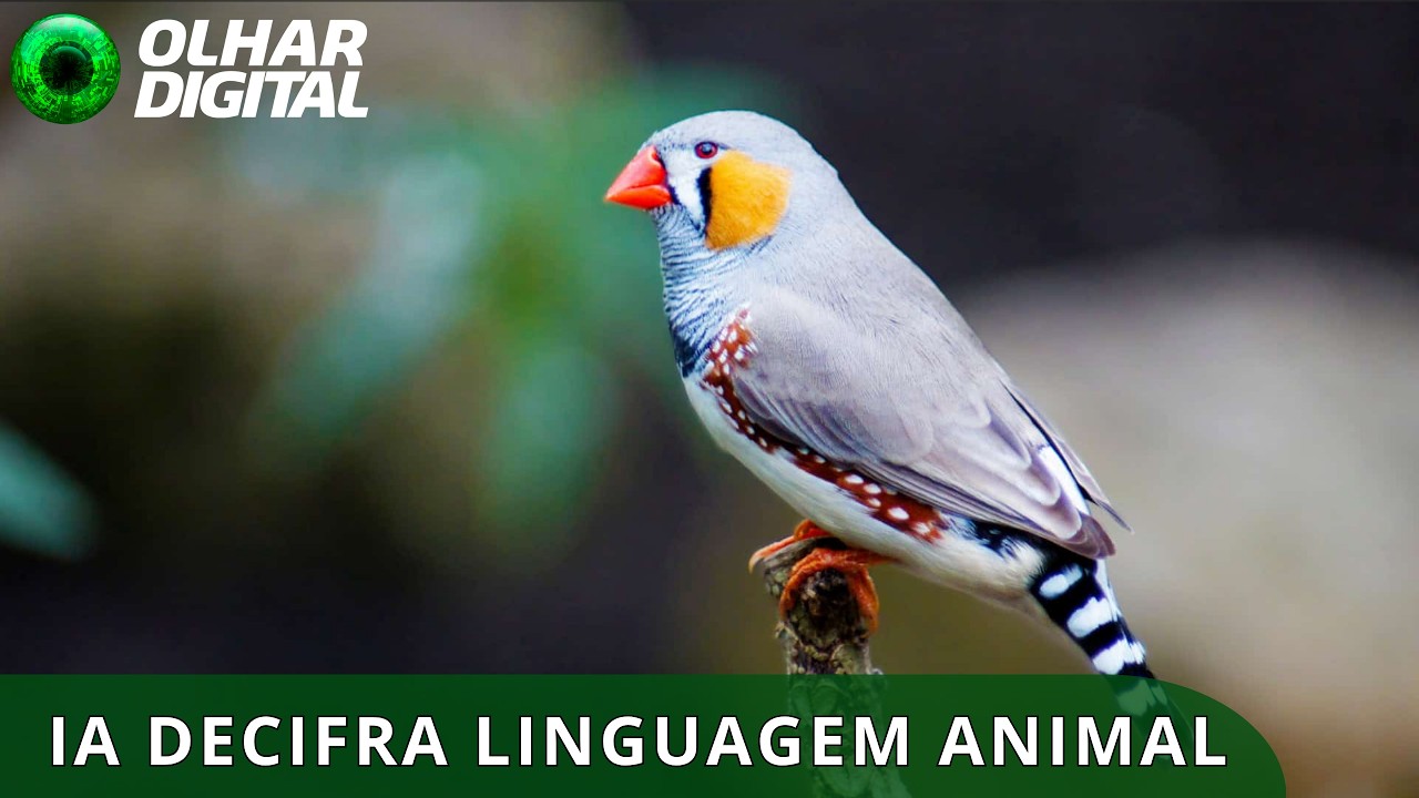 Dr. Dolittle, é você? Estudo usa IA para decifrar o canto de pássaros