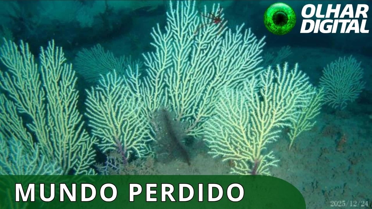 Drone submarino encontra ecossistema secreto no fundo do oceano