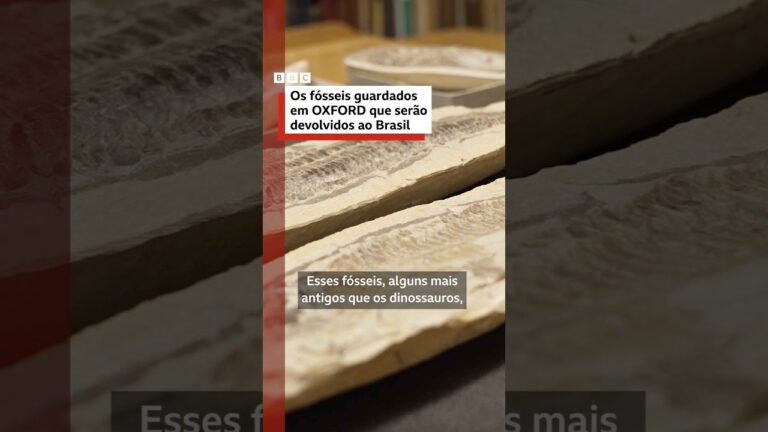 fósseis mais antigos que dinossauros voltarão ao Brasil