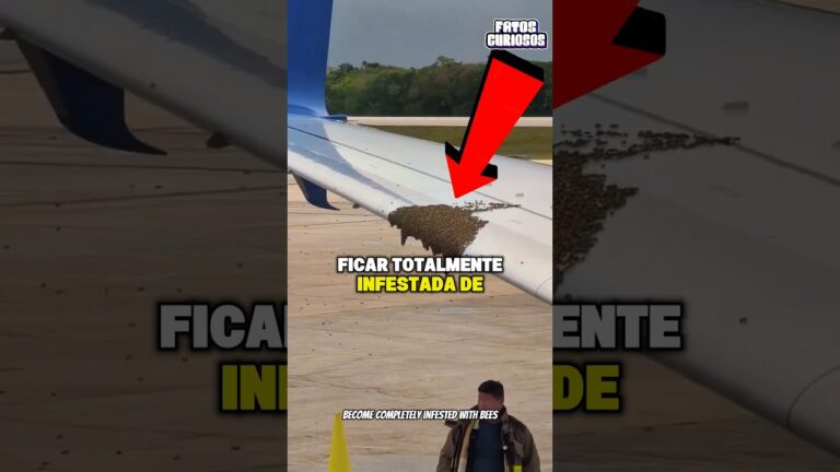 ESSE PILOTO CHOCOU A TODOS AO TIRAR AS ABELHAS DO SEU AVIÃO DE UMA FORMA INESPERADA