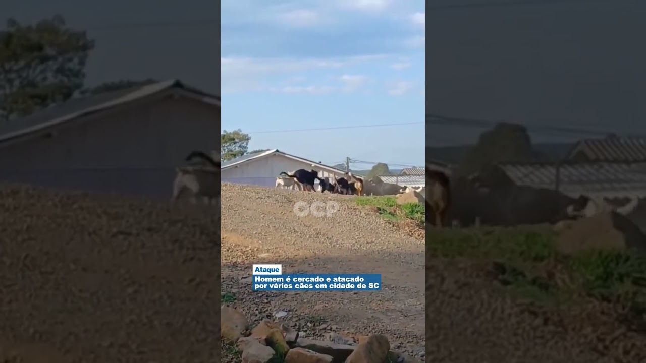 Homem é cercado e atacado por vários cães em cidade de SC