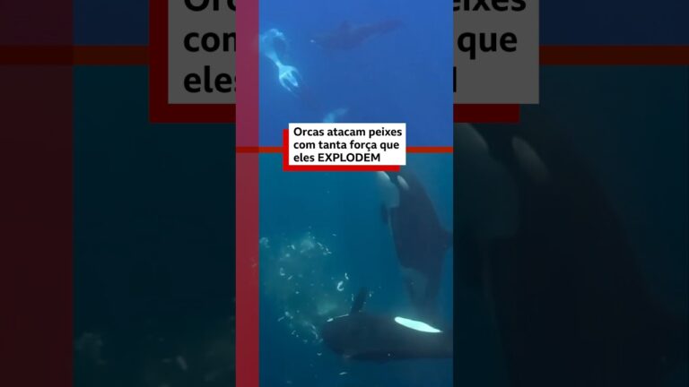 Imagens raras mostram orcas atacando peixes-lua com força extrema