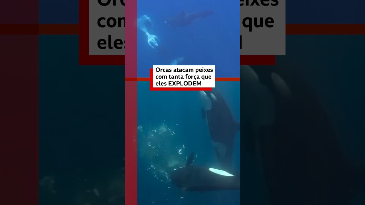 Imagens raras mostram orcas atacando peixes-lua com força extrema