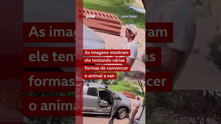O que você faria se tivesse um urso-negro no seu carro?