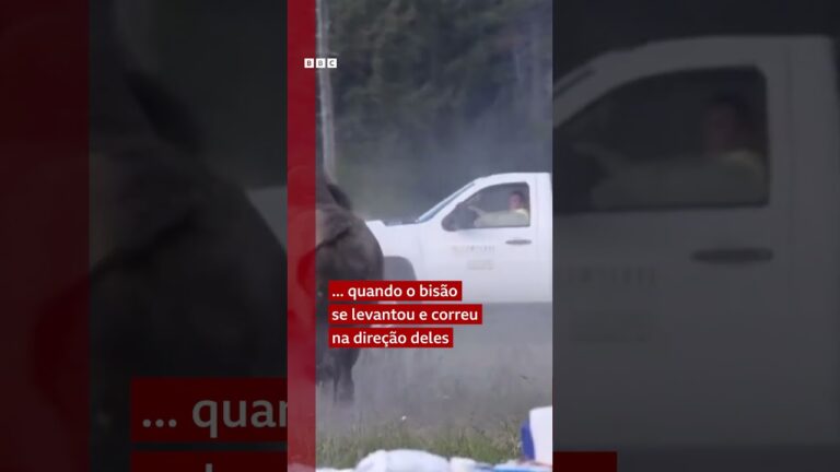 Idoso sofre múltiplos ferimentos após ser atacado por um bisão em Yellowstone