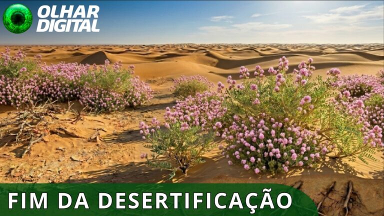 Planta resistente à seca transforma areia em áreas verdes na China